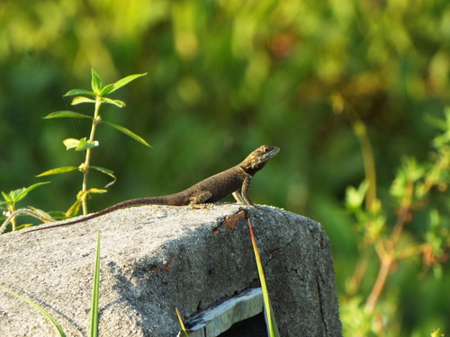 Cerrado Lava Lizard