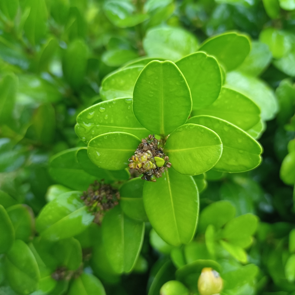 Buxus