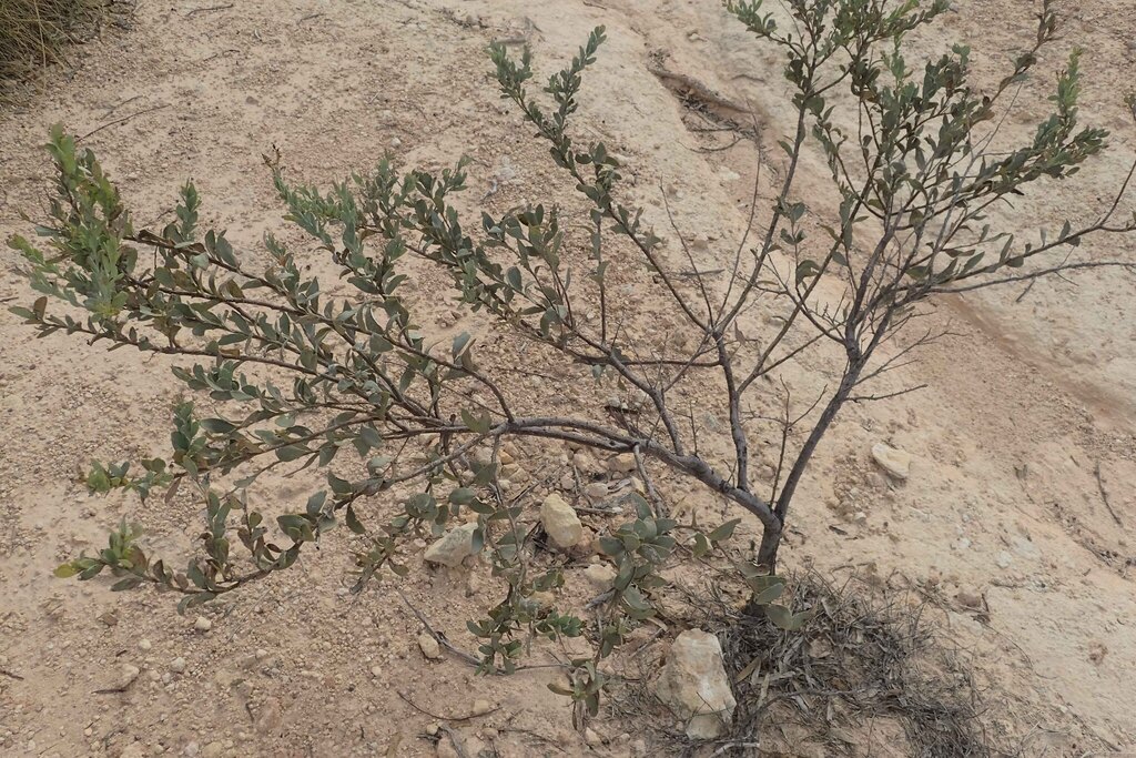 Fabaceae