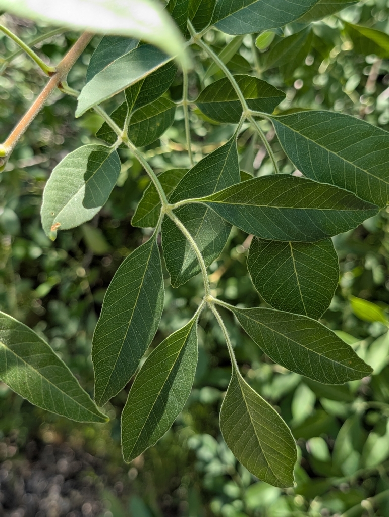 Fraxinus