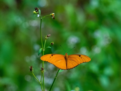 Dryas iulia nudeola