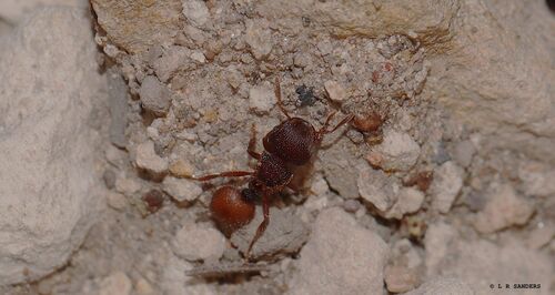 Meranoplus discalisMeranoplus discalis