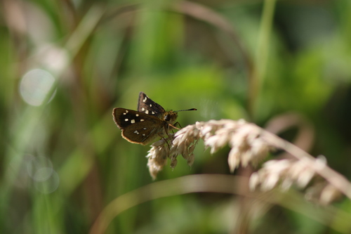 Piruna ceracates · iNaturalist