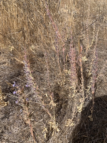 iNaturalist observation photo of flowering plants