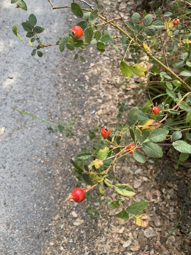 iNaturalist observation photo of brambles