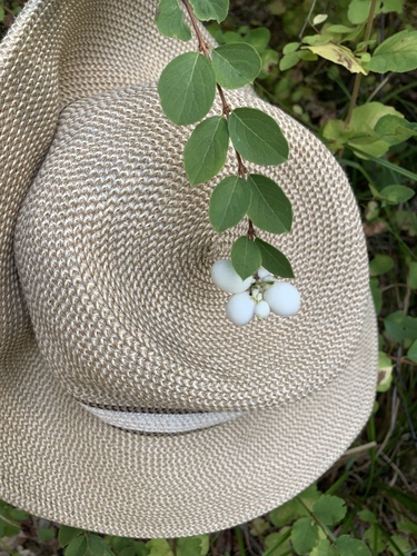 iNaturalist observation photo of snowberries