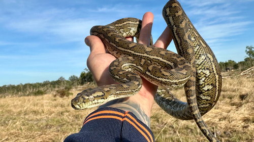 Coastal Carpet Python sighting