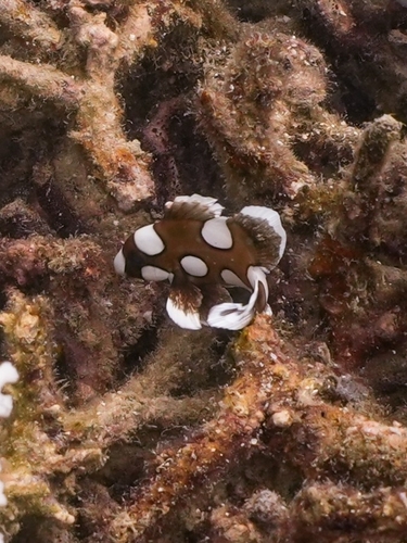Harlequin Sweetlips — seen at this dive site
