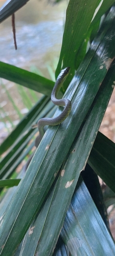 Common Tree Snake sighting