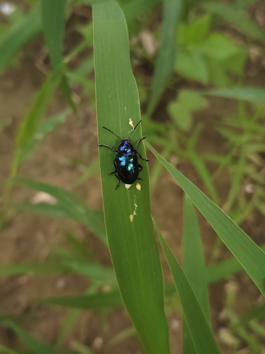 Chrysochus chinensis