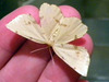 Crocus Geometer - Photo (c) jawinget, all rights reserved, uploaded by jawinget