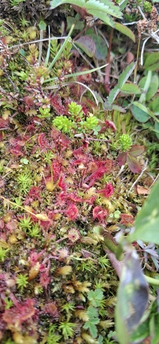 round-leaved sundew
