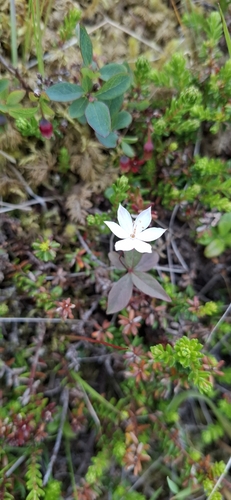 Arctic Starflower