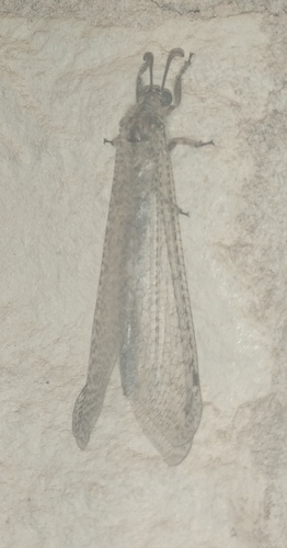 Paranthaclisis hageni
