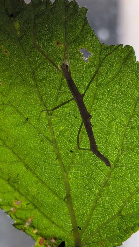 Stick Insects from 71580 Saillenard, France on July 3, 2025 at 08:07 PM ...