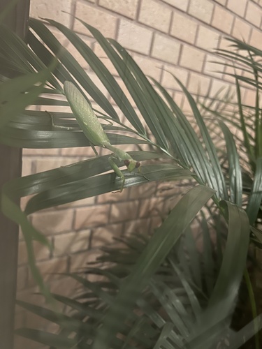 Formosan Giant Mantis