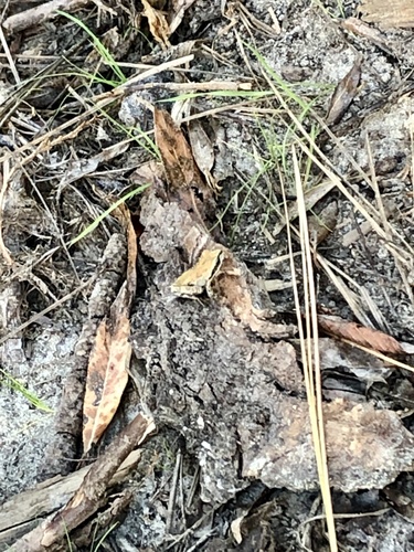 iNaturalist observation photo of Pacific chorus frog
