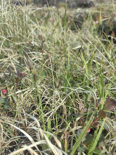 Rock Sedge