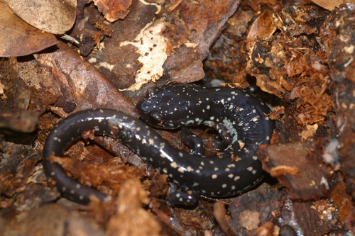 Southeastern Slimy Salamander