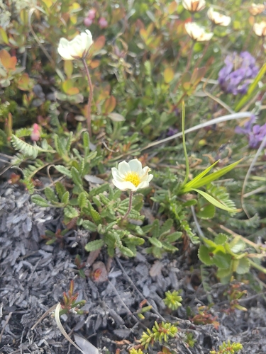 Eight-petal Mountain-Avens