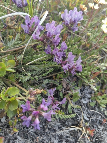 Oxytropis sordida