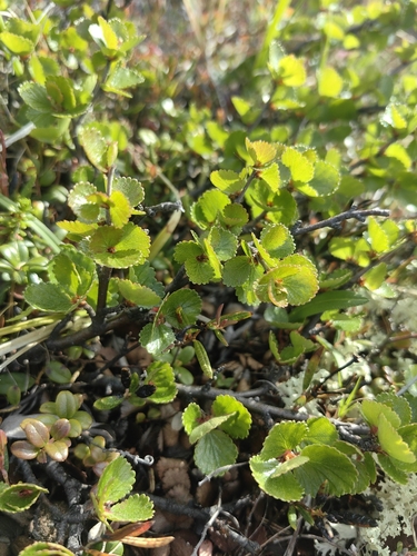 Dwarf Birch