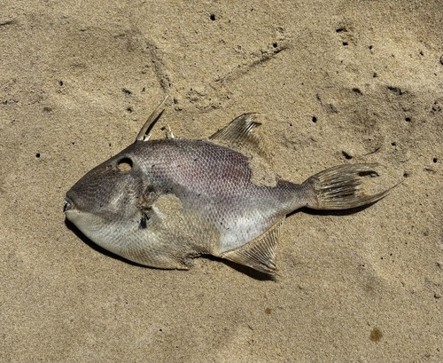 Balistes capriscus