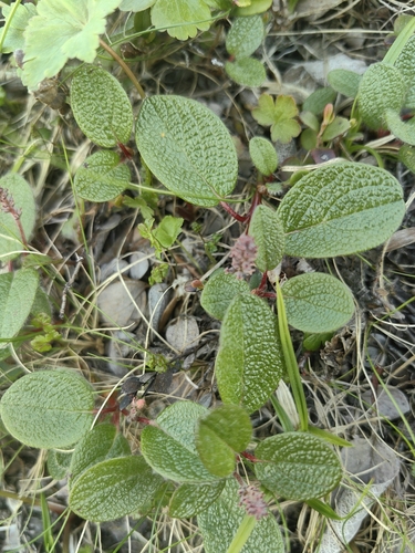 Net-leaved Willow