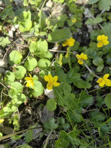 Twoflower Violet