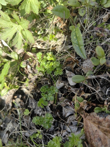 Alpine Meadow-rue