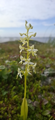 Lesser butterfly-orchid