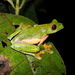 Leaf Frogs - Photo (c) Víctor Acosta Chaves, all rights reserved