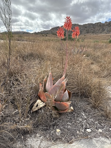 Aloe imalotensis