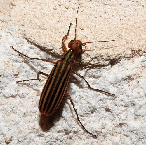 Epicauta occidentalis · NaturaLista Mexico