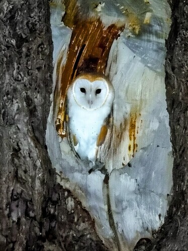 View observation of {o.common_name} on iNaturalist