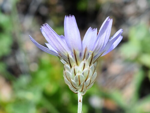 Catananche caerulea
