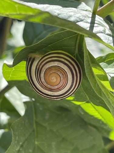 Cepaea