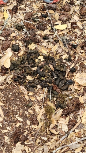 iNaturalist observation photo of Mammals
