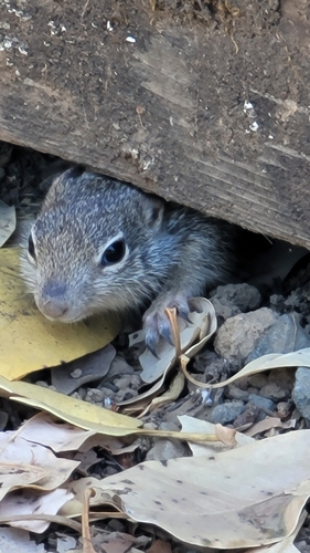 iNaturalist observation photo of Douglas's Ground Squirrel