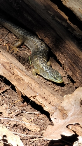 iNaturalist observation photo of Northern Alligator Lizard