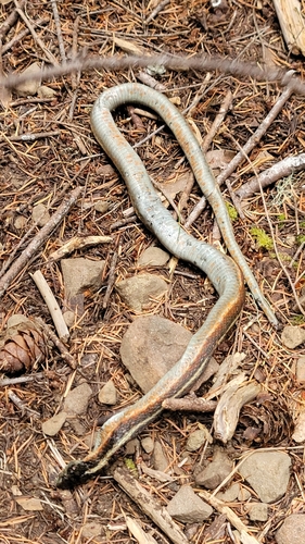 iNaturalist observation photo of Western Terrestrial Garter Snake
