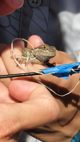 iNaturalist observation photo of Western Fence Lizard