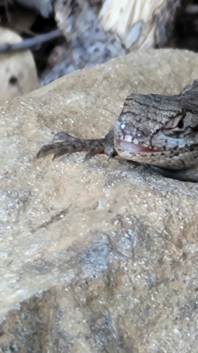 iNaturalist observation photo of Western Fence Lizard