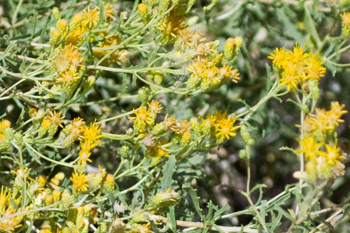 Isocoma acradenia var. eremophila