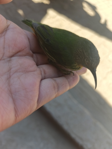 Purple Honeycreeper