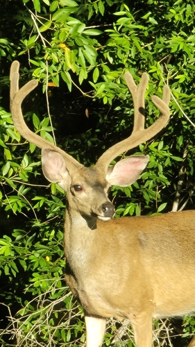 iNaturalist observation photo of Columbian Black-tailed Deer
