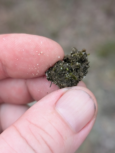 Pleuridium ravenelii