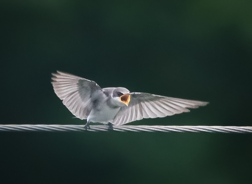 Mangrove Swallow (Tachycineta albilinea)
