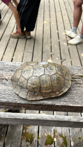 iNaturalist observation photo of Northwestern Pond Turtle