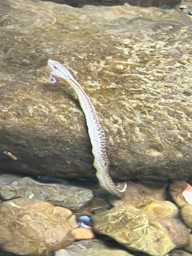 iNaturalist observation photo of Aquatic Garter Snake